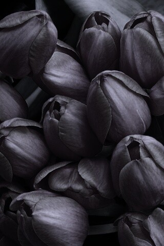 Букет красных тюльпанов обои