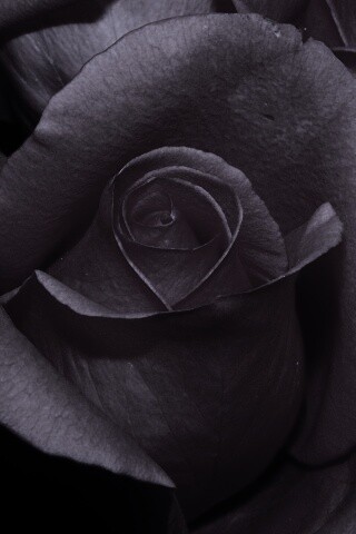 Бутон розы обои