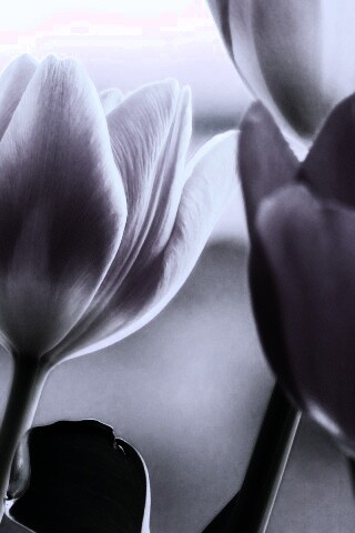 Тюльпаны обои