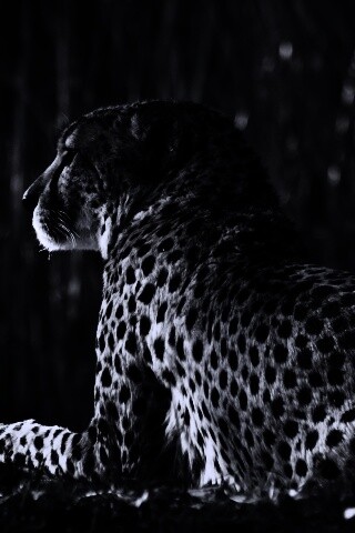 Гепард обои