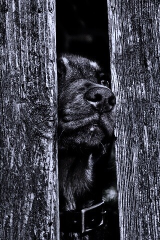 Собака выглядывает из-за забора обои