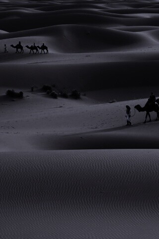 Караваны пустыни обои