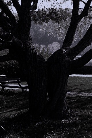 Старые сросшиеся деревья обои