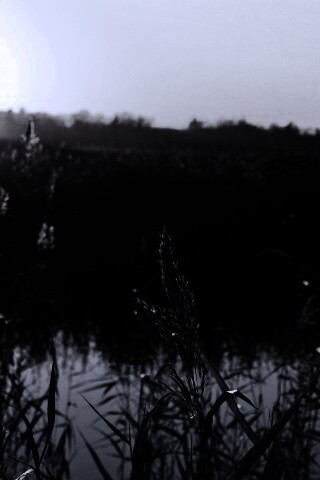 Заросшее озеро обои