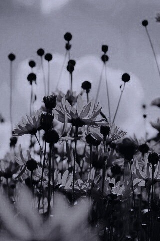 Полевые цветы летом обои