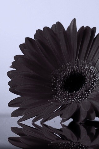 Гербер на стекле обои