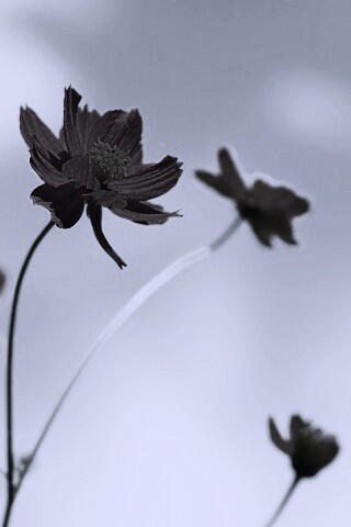 Летние цветы на фоне неба обои