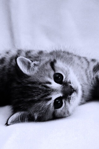 Рыжиый котенок с синим глазами обои