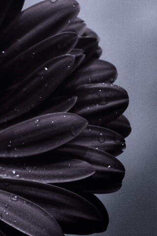 Красная гербера обои