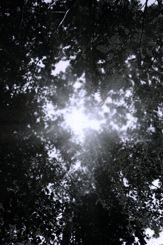 Яркий зеленоватый свет пробивающийся сквозь листву обои