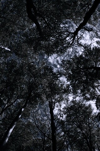 Кроны деревьев обои