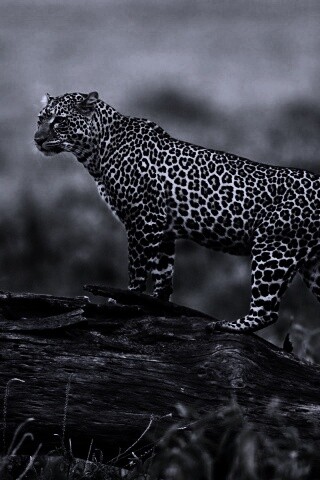 Леопард на природе обои