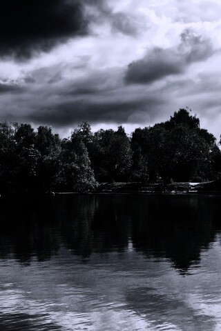 Деревья на берегу озера обои