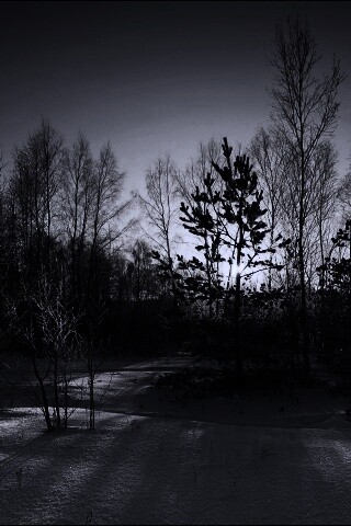 Зимний лес обои