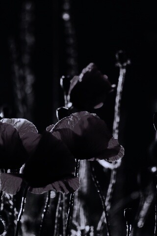 Макро фото мака обои