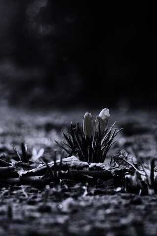 Весенняя трава и цветы обои