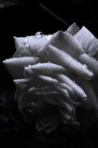 Желтая роза обои