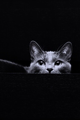 Кот в ящике комода обои