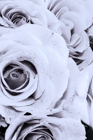 Букет розовых роз обои