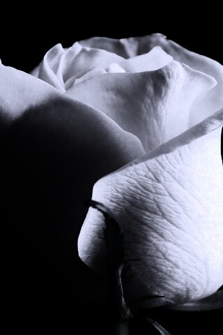 Бутон белой розы обои