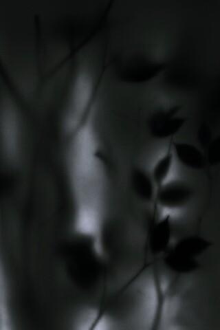 Зелень за стеклом обои