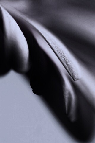 Лепестки цветка в макро обои