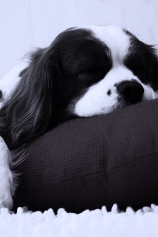 Спящий щенок на красной подушке обои