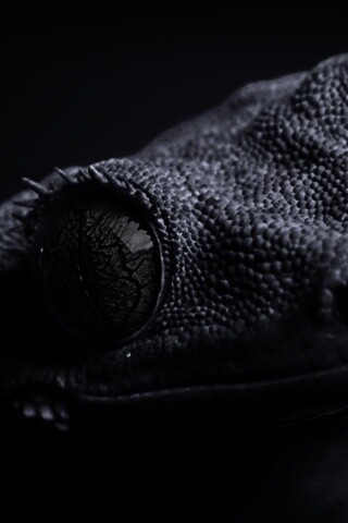 Ящерка обои