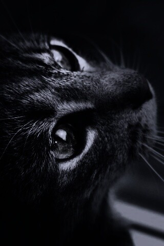 Кот с желтыми глазами обои