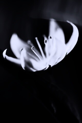 Белый цветок обои