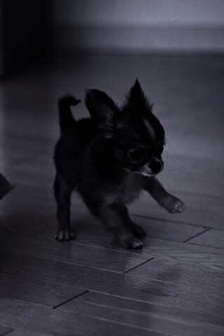 Щёнок той терьера обои