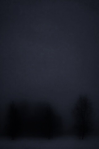 Деревья в тумане обои