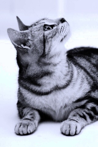 Котэ смотрит наверх обои