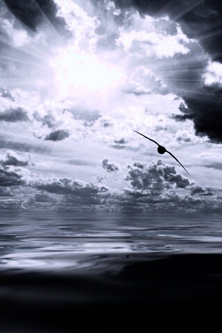 Лети как птица над волнами обои