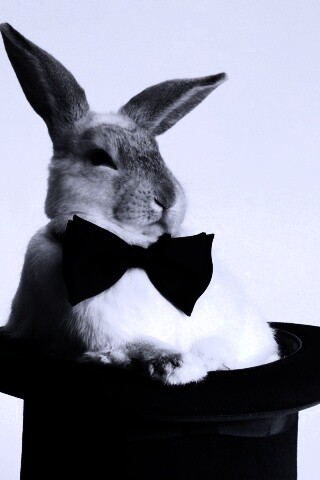 Кролик в цилиндре фокусника обои