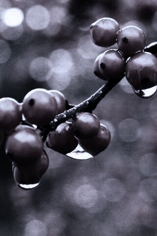 Капли росы на ягодах рябины обои