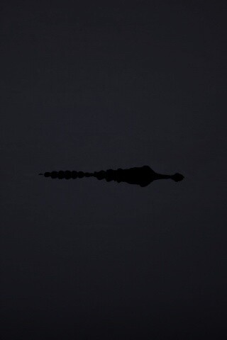 Алигатор обои