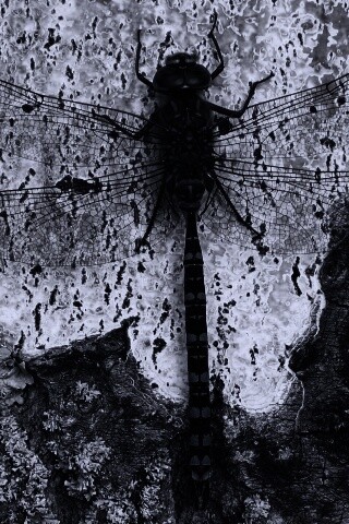 Стрекоза на дереве обои