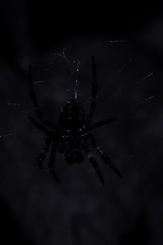 Паук на паутине обои