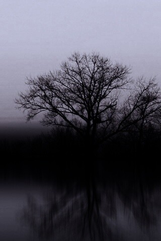 Деревья при закате обои