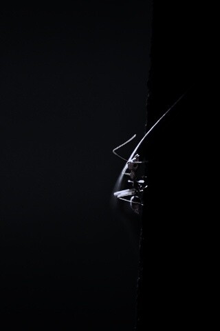 Муравей-пожарник обои