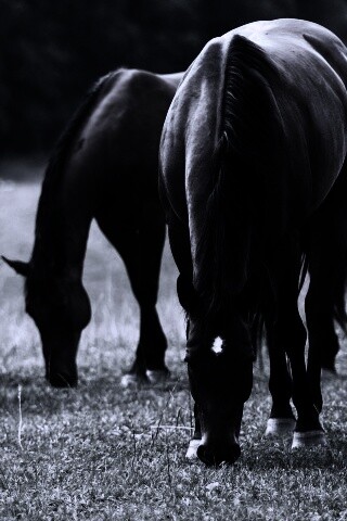 Время пощипать травку обои