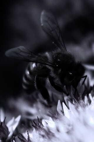 Пчела собирает пыльцу обои