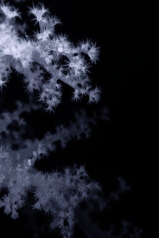 Кораллы обои