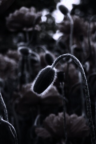 Бутон среди цветов обои