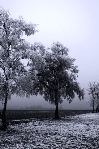 Первый снег обои