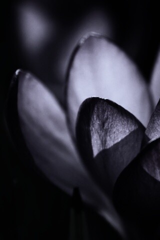 Фиолетовый крокус обои