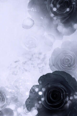 Синие розы обои