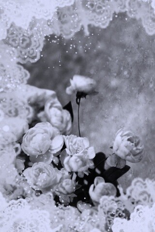 Бежевые кружева и розы обои