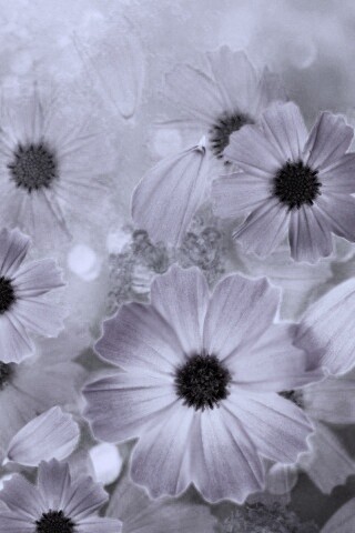 Цветочки обои